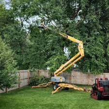 Best Tree and Shrub Care  in Oakhurst, CA