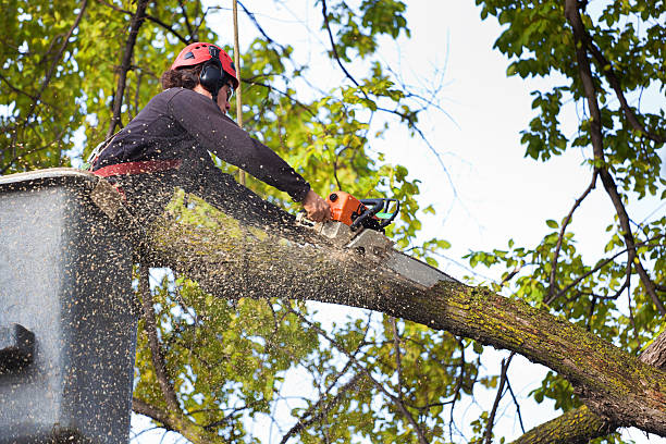 How Our Tree Care Process Works  in  Oakhurst, CA