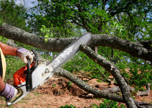 Trusted Oakhurst, CA Tree Care  Experts